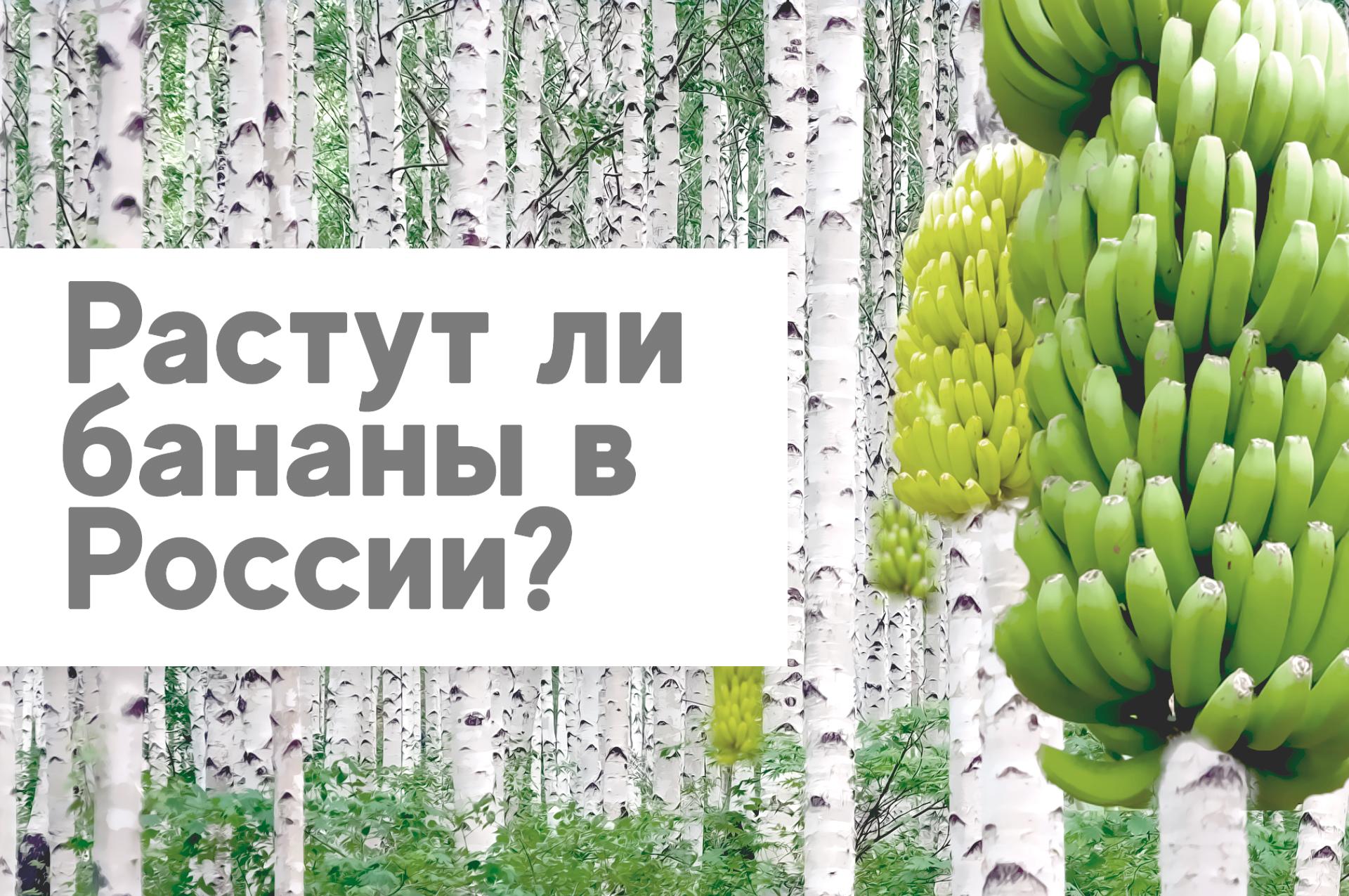 Растут ли бананы в России?